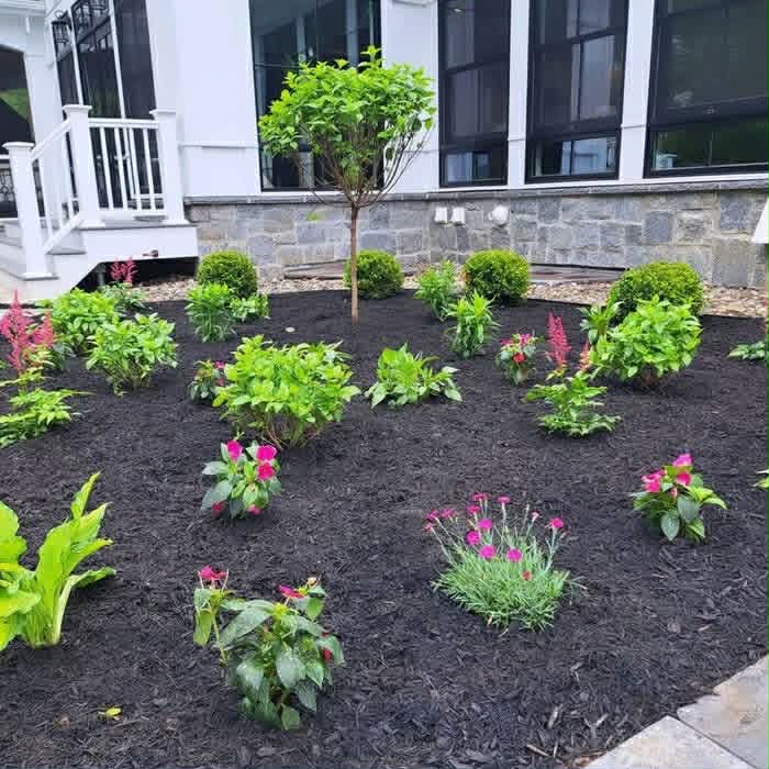 Freshly planted garden bed with new shrubs, flowers, and dark mulch